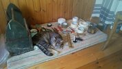 best-cat-tools1.jpg