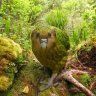 Kakapo