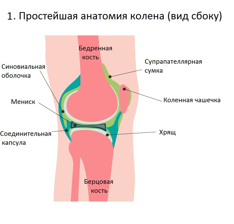 Колено 1.jpg