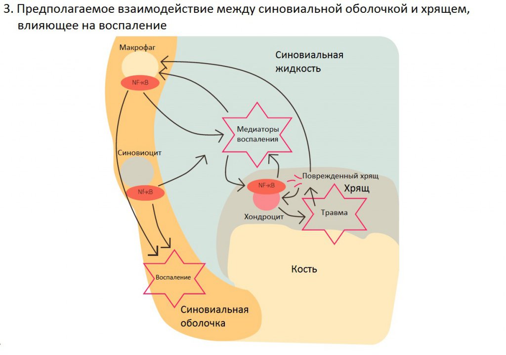 Колено 3.jpg